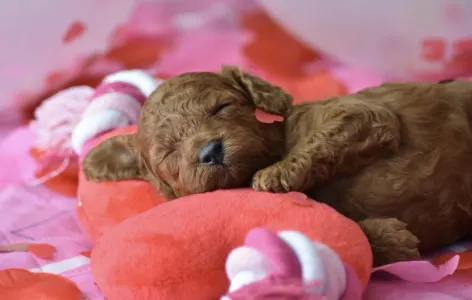 Poodle Miniature - Bravados D