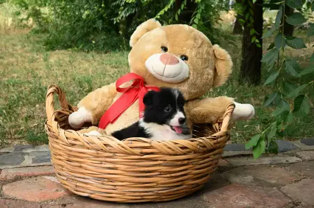 Border Collie - Dazzling Borders Braveheart