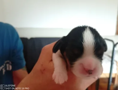 Cavalier King Charles Spaniel - Gofri