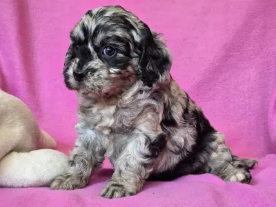 Cavapoo - Merida