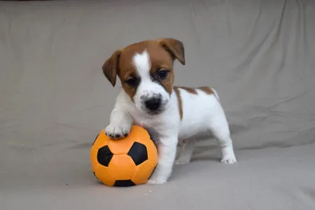Jack Russell Terrier - Sancho
