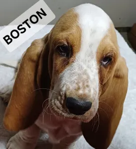 Basset Hound - Boston