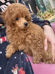 Pudla - patuljasta - Aston Christina Diamond Dream