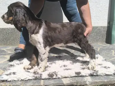 Springer spaniel angielski - Springer Nests Ziggy