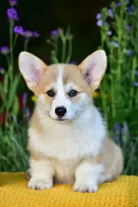 Welsh Corgi Pembroke - Gingers Heritage Prince Aviator