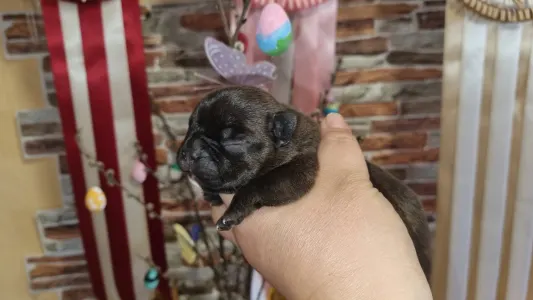 French Bulldog - Ragnar