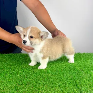 Corgi galez Pembroke - Dini