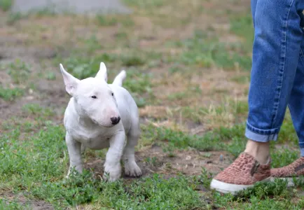 Miniature Bullterrier - Gregory