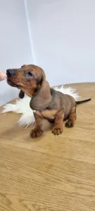 Dachshund - Athos The Brave