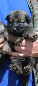 German Shepherd Dog - Bogyóka