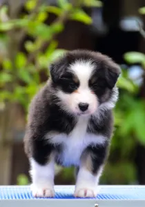 Австралийская овчарка - Winstead Paragon Lady