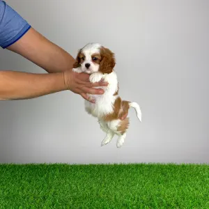 Cavalier King Charles Spaniel - Globo