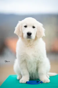 Golden Retriever - Blue Boy