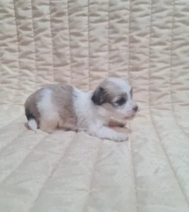 Havanese - Thessa