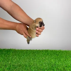 German Pomeranian Spitz - Bennet