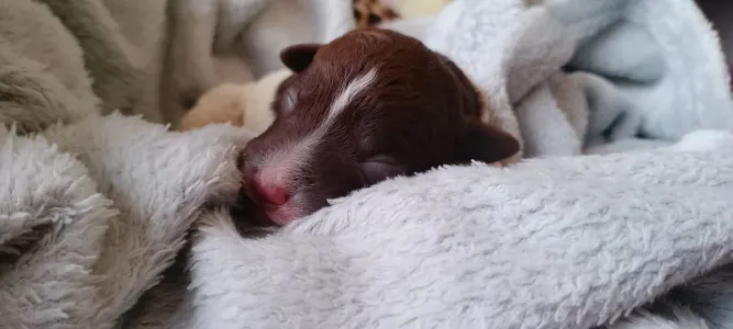 Lagotto Romagnolo - Lagotto Passion Belle Amie Margot 