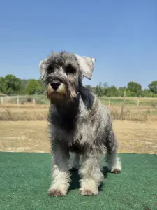 Miniature Schnauzer - Zafír