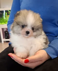 Pomeranian - Teddy