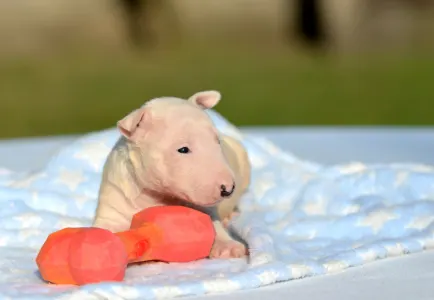 Bull terrier miniature - Lily