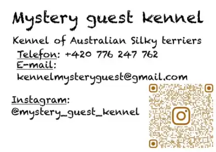 Terrier australien à poil soyeux - Mystery Guest