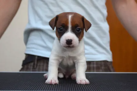 Jack Russell Terrier - Xyra