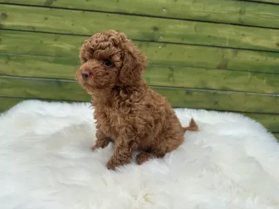 Poodle Miniature - Teddy