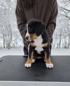 Great Swiss Mountain Dog - Jotunns Reach Astrid Nyx