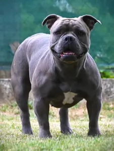 American Bully - Pocket - Ghostface Fighters Kennel