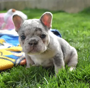 Französische Bulldogge - Gini