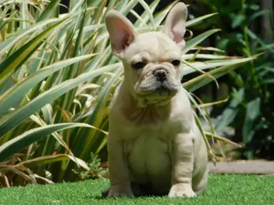 French Bulldog - Zazi