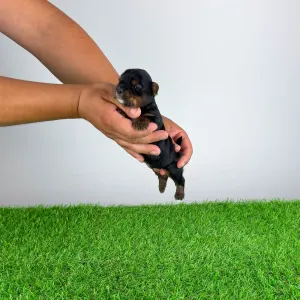 Yorkshire Terrier - Boovy