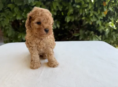 Caniche Nain - Icon