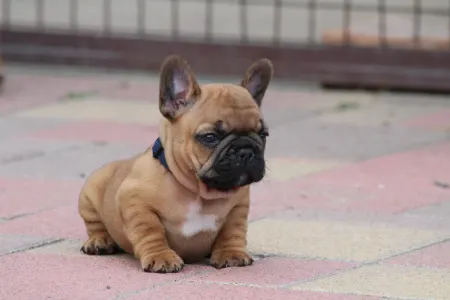 Französische Bulldogge - Usagi
