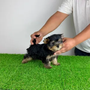 Yorkshire Terrier - Dudu
