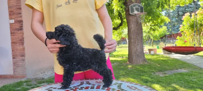 Poodle Miniature - Queen