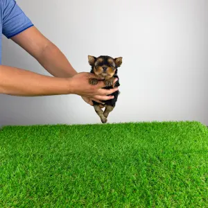 Yorkshire terrier - Glory