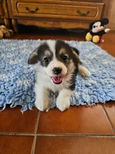 Welsh Corgi Pembroke - Evelyn