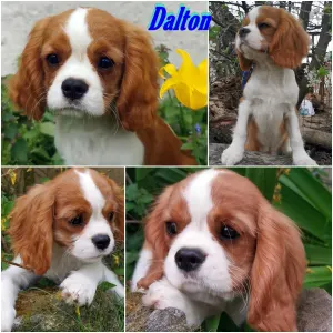 Cavalier King Charles spániel - Dalton