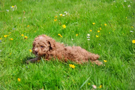 Poodle Toy - Ginger