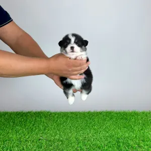 Welsh Corgi Pembroke - Enocy