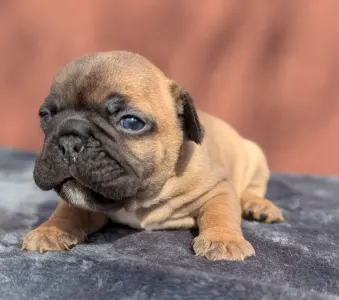 Francia bulldog - Hektor