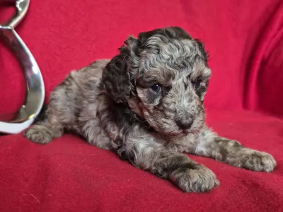 Cavapoo - Choco-Bunny