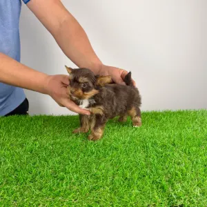 Yorkshire Terrier - Landro