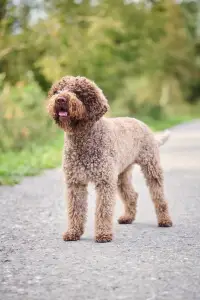 Romagna Water Dog - Lagotto Passion 