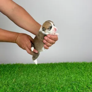 Pembroke Welsh Corgi - Ammi