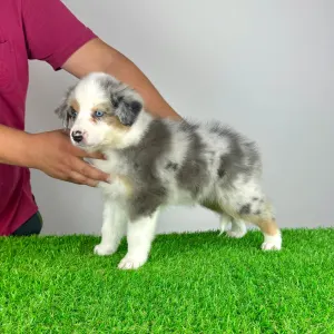 Australian Shepherd - Tita