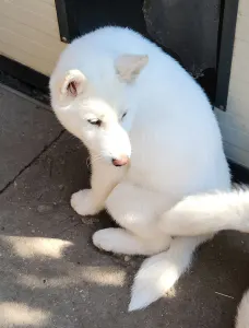 Siberian Husky - Rubin Of Polar Moonlights