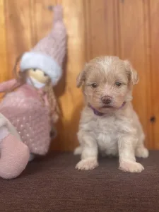 Maltipoo - Brumi