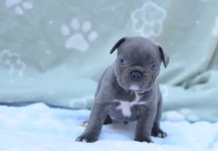 Francouzský buldoček - Magnus