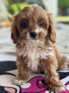 Cavapoo - Goldie